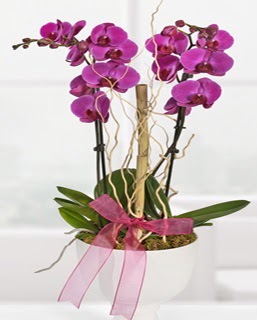2 dall nmor orkide Yeni bat mahallesi , ieki , iekilik 
