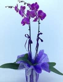 2 dall mor orkide Turgut zel mahallesi hediye iek yolla 