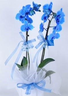 2 dall mavi orkide kaliteli taze ve ucuz iekler 