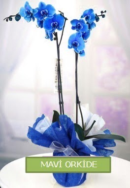 2 dall mavi orkide akrlar iek yolla , iek gnder 