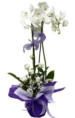 2 dall beyaz orkide 5 adet beyaz gl Demetevler iek siparii 