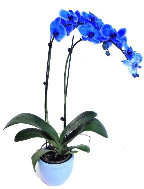 Seramikli 2 dall sper esiz mavi orkide Elvankent online iek gnderme