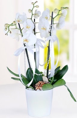 3 dall beyaz orkide Batkent iek gnderme  