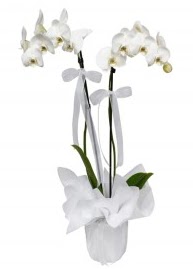2 dall beyaz orkide Batkent iek siparii sitesi 