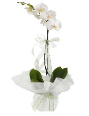 1 dal beyaz orkide iei vedik gvenli kaliteli hzl iek 