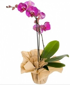 Tek dal mor orkide Batkent nternetten iek siparii 