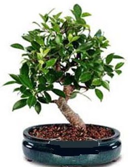 5 yanda japon aac bonsai bitkisi Yeni bat mahallesi , ieki , iekilik 