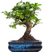 5 yanda japon aac bonsai bitkisi Demetevler Oran 14 ubat sevgililer gn iek 