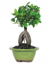 5 yanda japon aac bonsai bitkisi Ergazi Mahallesi iek gnderme sitemiz gvenlidir 