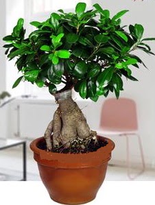 5 yanda japon aac bonsai bitkisi Kardelen mahallesi iek gnderme 