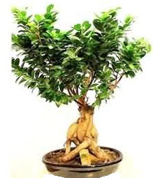 Bonsai Japon aac saks bitkisi Batkent yurtii iek siparii 