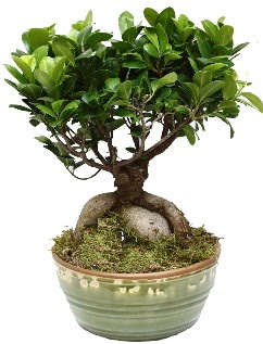 Japon aac bonsai saks bitkisi Etimesgut cicekciler , cicek siparisi 