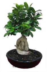 Japon aac bonsai saks bitkisi Yenimahalle iek online iek siparii 