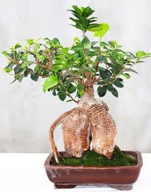 Japon aac bonsai saks bitkisi Yenimahalle iek online iek siparii 