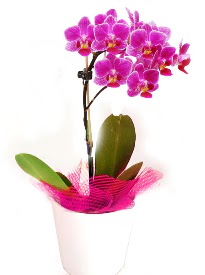Tek dall mor orkide Macunky sevgilime hediye iek  