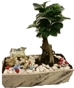 Japon aac bonsai sat Yeni bat mahallesi , ieki , iekilik 