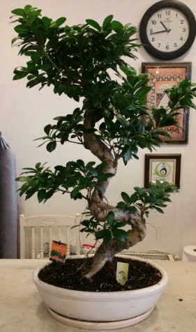 100 cm yksekliinde dev bonsai japon aac Etimesgut cicekciler , cicek siparisi 