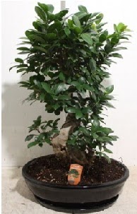 75 CM Ginseng bonsai Japon aac Urankent gn iek yolla 