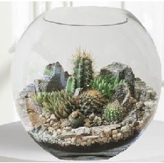 Cam fanus Terrarium 5 kakts merutiyet ieki maazas 