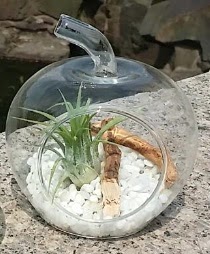 Elma kk boy terrarium 1 kakts Demetevler iek siparii 