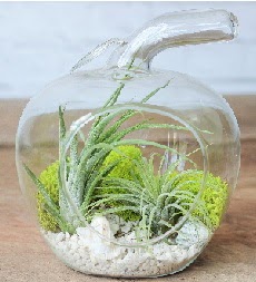 Elma terrarium kk boy 2 kakts Fatih iek siparii vermek 