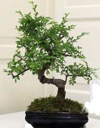 Bonsai saks iei Sincan iek siparii 