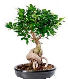 Bonsai japon aac seramik iinde akrlar iek yolla , iek gnder 