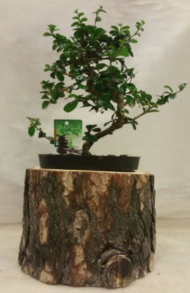 Doal ktk iinde bonsai japon aac Etimesgut cicekciler , cicek siparisi 