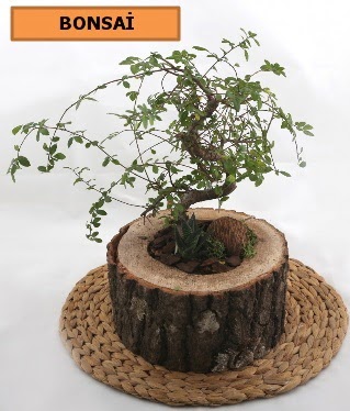 Doal aa ktk ierisinde bonsai bitkisi Batkent nternetten iek siparii 