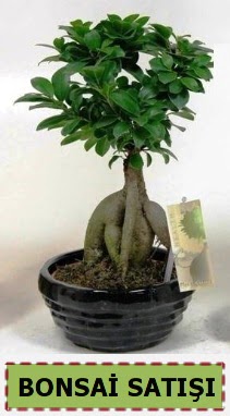 Bonsai japon aac ginseng bonsai merutiyet ieki maazas 