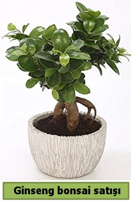 Ginseng bonsai japon aac sat Macunky sevgilime hediye iek 
