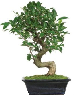 Bonsai saks bitkisi japon aac vedik gvenli kaliteli hzl iek 