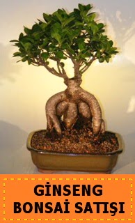 Ginseng bonsai sat japon aac Ergazi Mahallesi iek gnderme sitemiz gvenlidir 