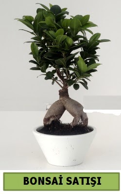 Bonsai japon aac sat Elvankent online iek gnderme