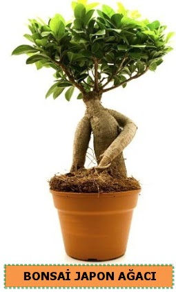 Bonsai japon aac sat Elvankent online iek gnderme