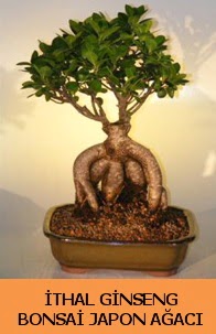 thal japon aac ginseng bonsai sat Etimesgut cicekciler , cicek siparisi 