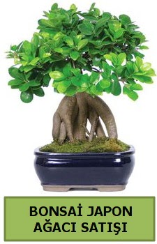 Bonsai japon aac sat Demetevler Oran 14 ubat sevgililer gn iek 