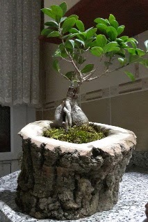 Ahap ktk ierisinde ginseng bonsai Fatih iek siparii vermek 