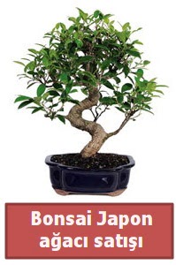 Japon aac bonsai sat Batkent yurtii iek siparii 