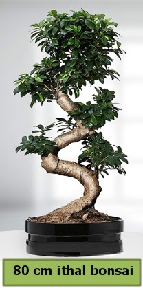 80 cm zel saksda bonsai bitkisi Macunky sevgilime hediye iek 