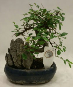 thal 1.ci kalite bonsai japon aac Demetevler Oran 14 ubat sevgililer gn iek 