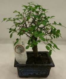 Minyatr ithal japon aac bonsai bitkisi Demetevler Oran 14 ubat sevgililer gn iek 