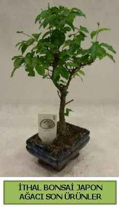 thal bonsai japon aac bitkisi Batkent cicek , cicekci 