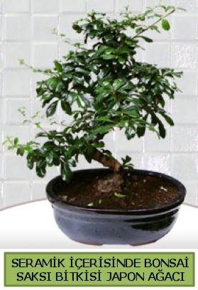 Seramik vazoda bonsai japon aac bitkisi Batkent yurtii iek siparii 