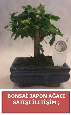 Japon aac minyar bonsai sat Demetevler Oran 14 ubat sevgililer gn iek 