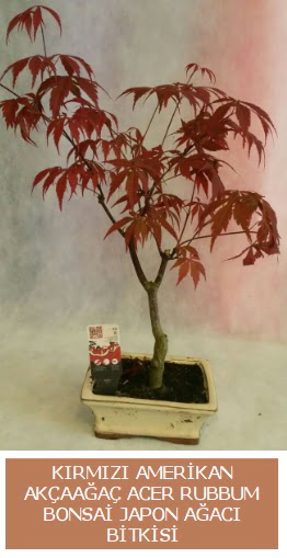 Amerikan akaaa Acer Rubrum bonsai amlca mahallesi iek maazas 