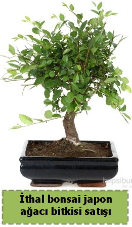 thal bonsai saks iei Japon aac sat Etimesgut cicekciler , cicek siparisi 