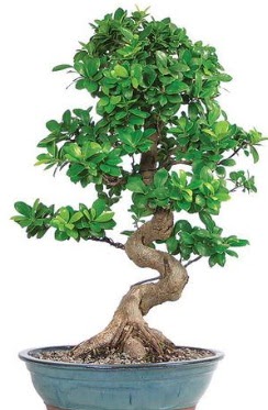 Yaklak 70 cm yksekliinde ithal bonsai Macunky sevgilime hediye iek 