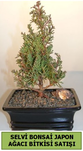 Selvi am japon aac bitkisi bonsai Macunky sevgilime hediye iek 