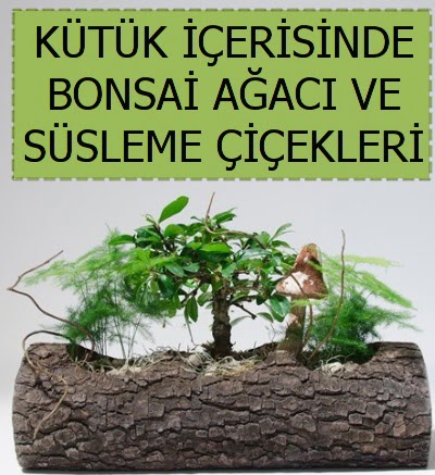 Ktk ierisinde bonsai japon aa bitkisi Demetevler Oran 14 ubat sevgililer gn iek 